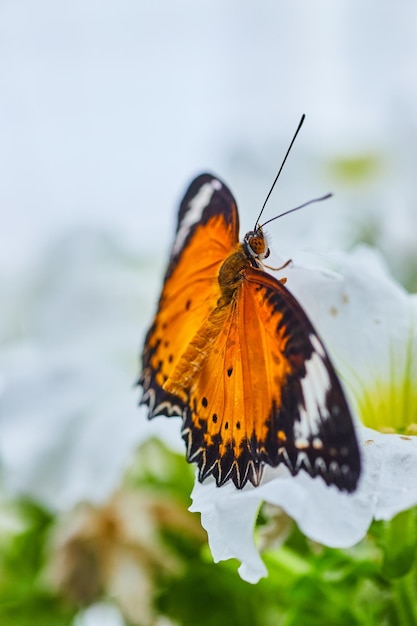 Orange Lacewing butterfly close up on white flower with white and green background