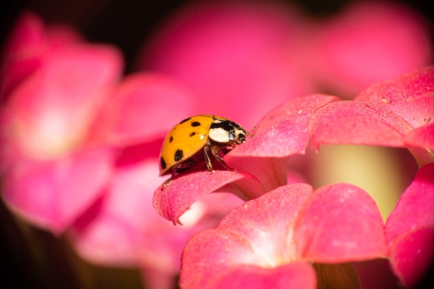 Orange ladybug with black spots on dewy pink flowers, macro photography, selective focus.