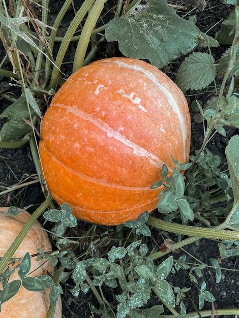 An orange large pumpkin grows in the garden Preparation for the feast of All Saints' Day and Thanksgiving Gardening