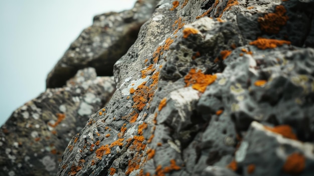 Orange lichen is growing on a rock formation adding a splash of color to the gray stone