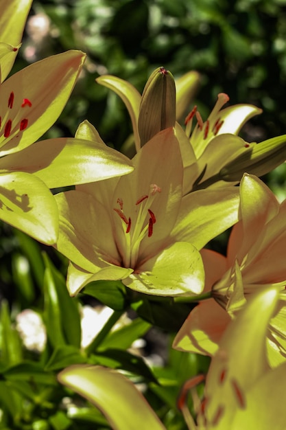 Photo orange lily bushes closeup in the garden