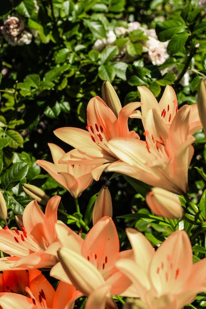 Photo orange lily bushes closeup in the garden