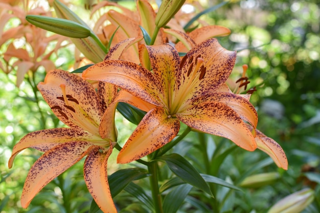 Orange lily flower speckled on the background of nature Botanical Garden