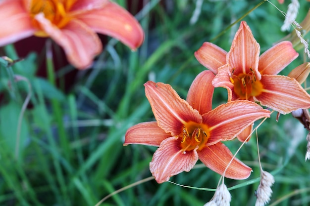 Orange lily flower or tiger lily with lush greenery