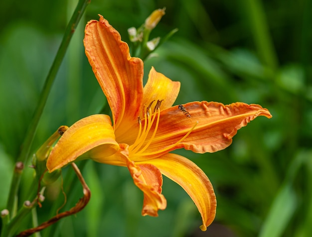 orange lily flower