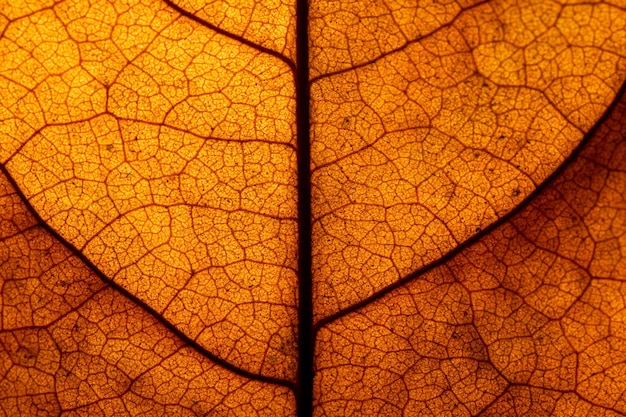 Orange macro leafMacro image of a leaf showing the amazing details in leaves and also the amazing c