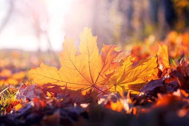 Orange maple leaf on the ground in the sun rays Autumn leaves