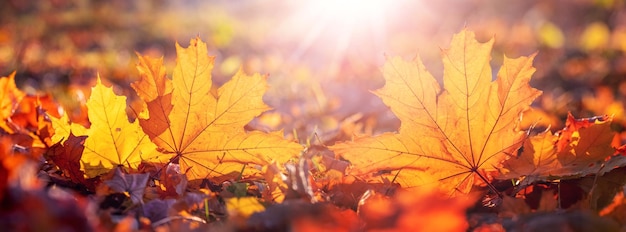 Orange maple leaf on the ground in the sun rays Autumn leaves