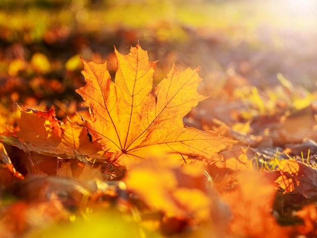 Orange maple leaf on the ground in the sun rays Autumn leaves