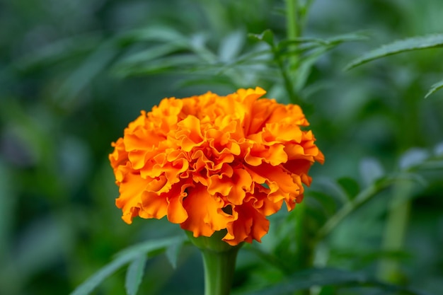 Photo orange marigold flower on a green background on a summer sunny day macro photography