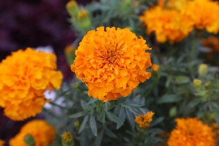 Marigold photos