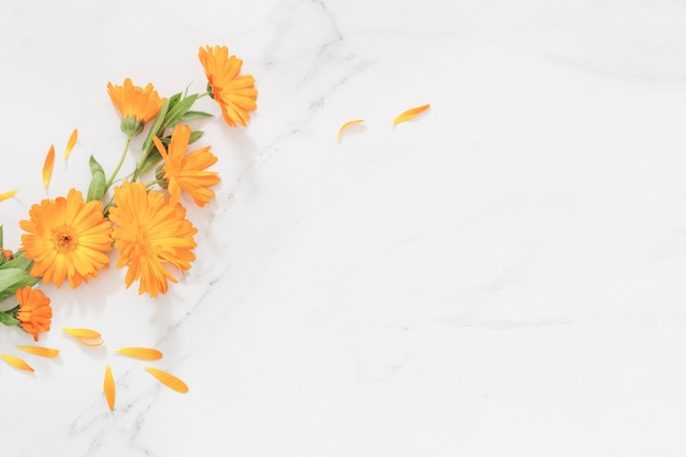 Orange marigold flowers on white marble background