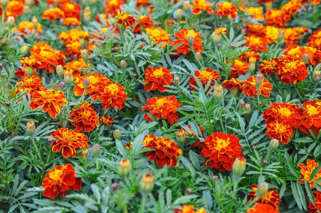 Orange marigolds flower on a green background on a summer sunny day macro photography Blooming tagetes flower with red petals in summer closeup photo