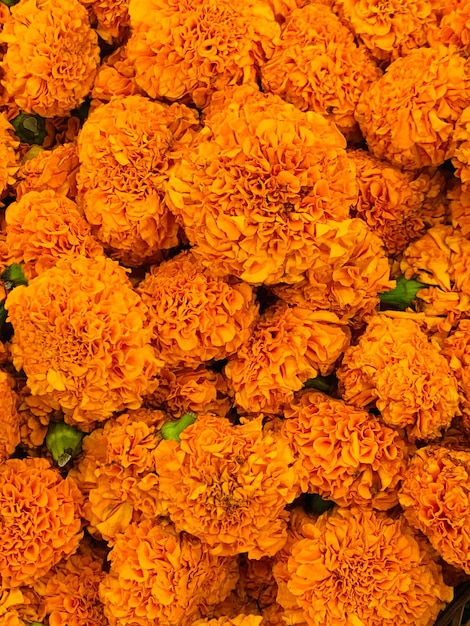 Orange Meri golden flower