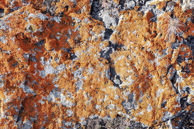 Orange mold and scale lichen on the stones as a natural background The pattern and texture of moss