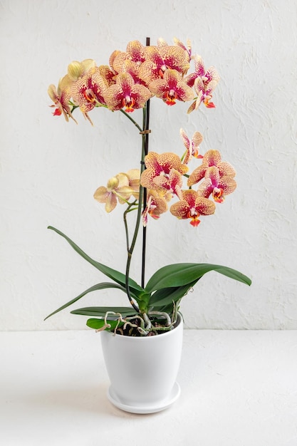 Orange motley Charmer Phalaenopsis orchid in a white pot on a light background Beautiful variety of orchid in a white pot on a white background abundant flowering blooming orchid