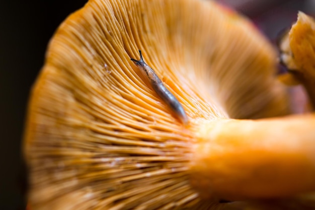 Orange mushrooms Lactarius section Deliciosi