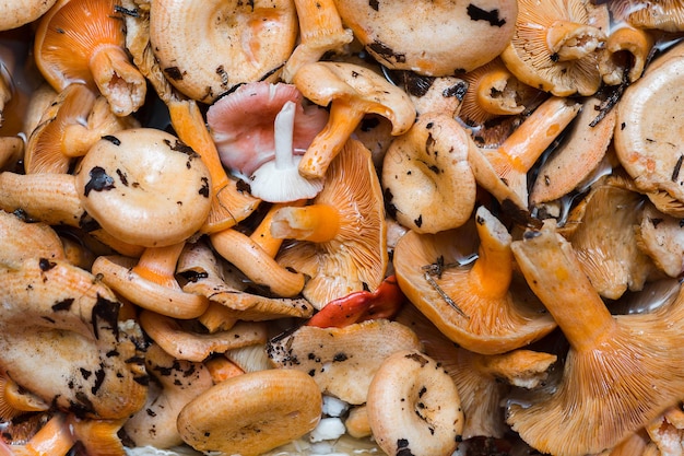 Orange mushrooms Lactarius section Deliciosi