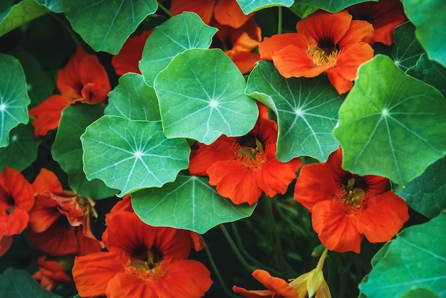 Orange nasturtium flowers under green leaves Tropaeolum majus plant blooming in the garden