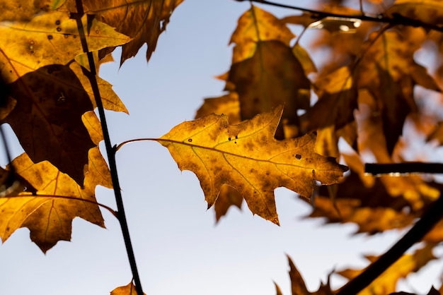 Orange oak foliage close up