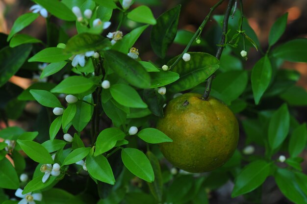 Orange and orange blossoms in garden