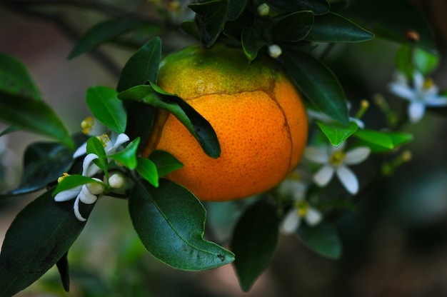 Orange and orange blossoms in garden