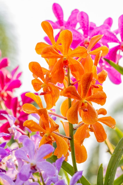 Orange orchids, Mokara, Vanda.