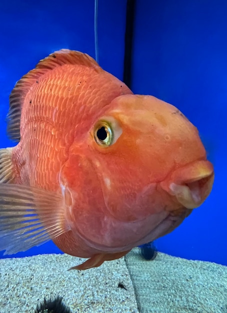 Photo orange parrot fish in the aquarium red parrot cichlid