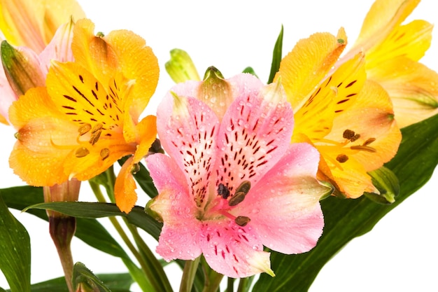 Orange and pink alstroemeria