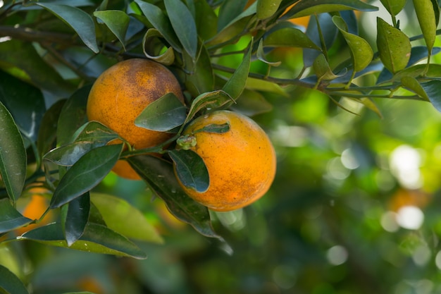 Orange plantation garden