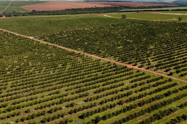 Orange plantation seen from above drone view