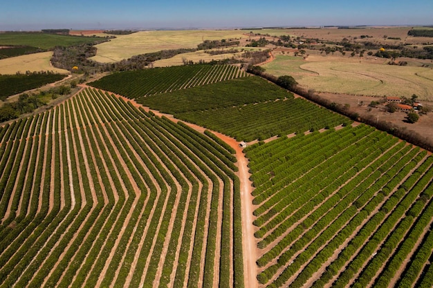 Orange plantation in sunny day seen from above