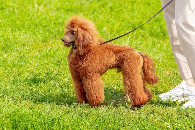 Orange poodle near the girl during a walk in the park. Brown poodle on a leash