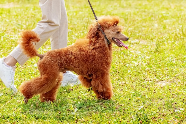 Orange poodle in the park near his mistress during a walk