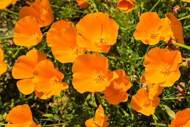 Orange poppies in a summer meadow on sunny day. Horizontal shot