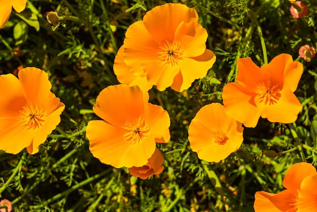 Orange poppies in a summer meadow on sunny day Horizontal shot