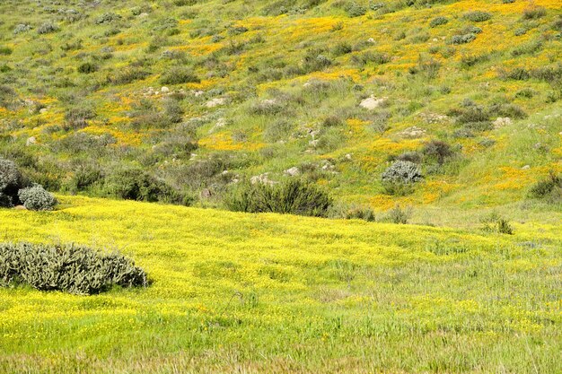 Orange poppy flowers in green mountain during California super bloom spring season.