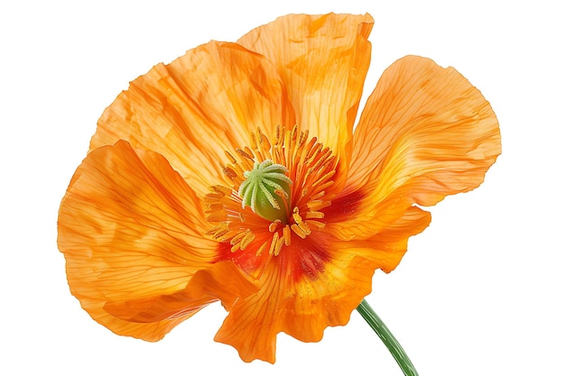 Orange Poppy Isolated on White Background Beautiful Poppy Flower