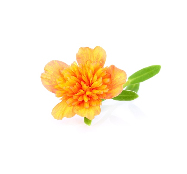 Orange portulaca oleracea flowers isolated white