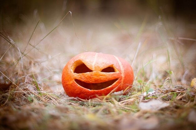 Orange Pumpkin halloween symbol in the autumn forest Jack o lantern on the grass in brown tones