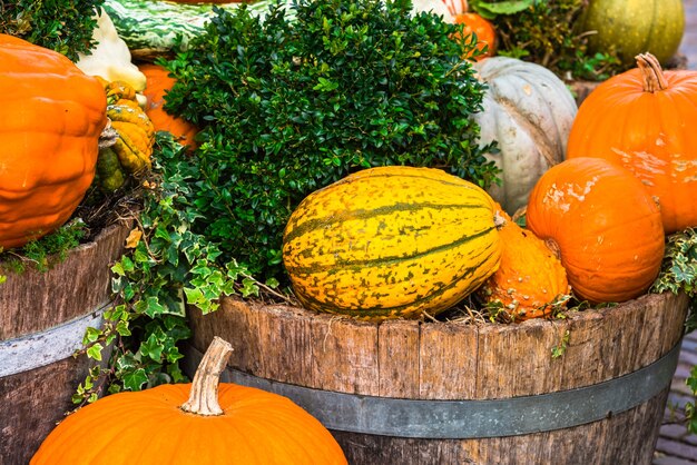 Orange pumpkins as a decoration