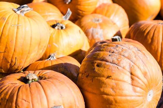 Orange pumpkins in a random pile