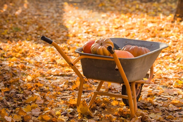 Orange pumpkins in the wheelbarrow stying on the autumnal maple leaves