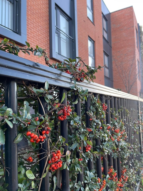 Orange pyracantha growing on the fence near apartment building