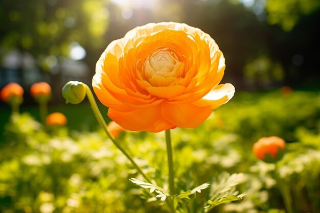 An orange ranunculus flower growing in a field on a sunny day