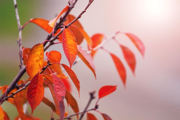 Orange and red autumn leaves on a tree branch in autumn