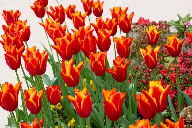 Orange-red tulips in the spring garden flowerbed with blooming tulips, summer