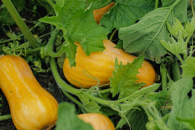 Orange ripe pumpkins on the bed closeup