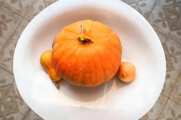 Orange ripe pumpkins on a white chair top view Autumn harvest of vegetables