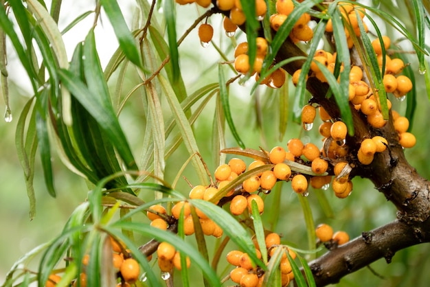 Orange ripe seabuckthorn berries on tree branches autumn harvesting close up